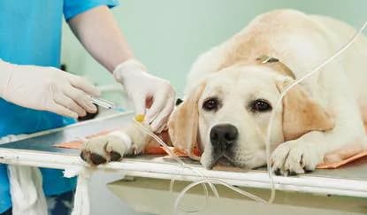 Prerna Pet Hospital