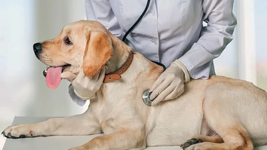 Prerna Pet Hospital