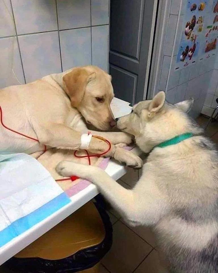 Prerna Pet Hospital