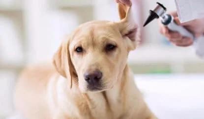 Prerna Pet Hospital