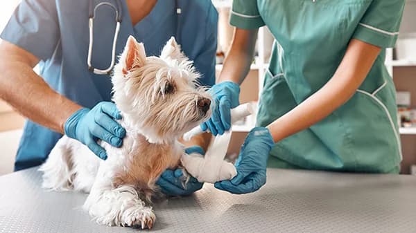 Prerna Pet Hospital