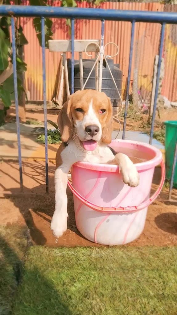 BOW BOW Pet Resort