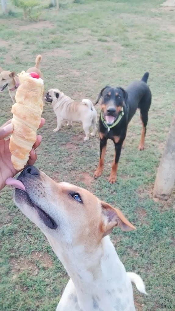 BOW BOW Pet Resort