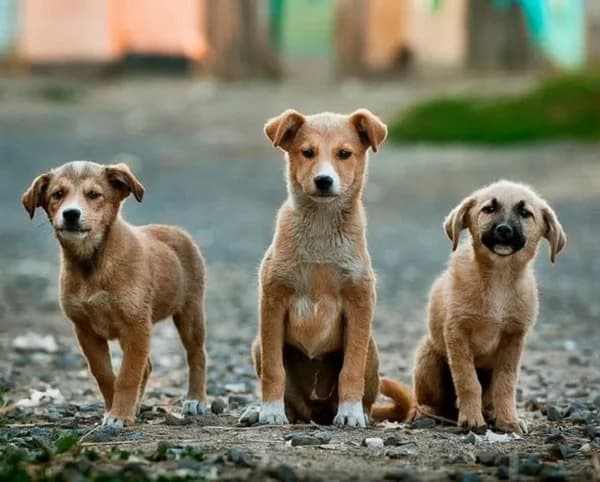 Jaipur Animal Welfare Association
