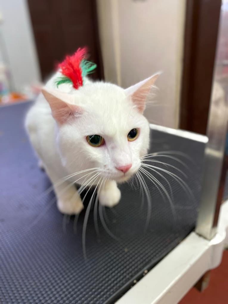 Bubbles PetSpa