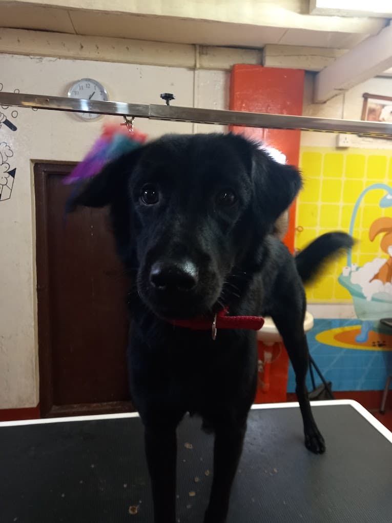Bubbles PetSpa