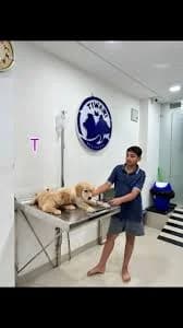 Dr Tiwari Pet Clinic