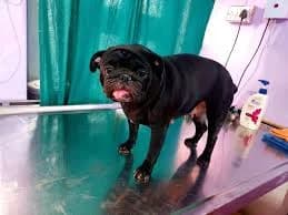 Dr Tiwari Pet Clinic