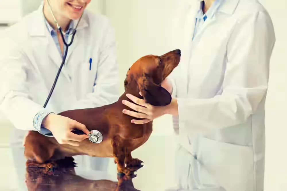 Dr Tiwari Pet Clinic