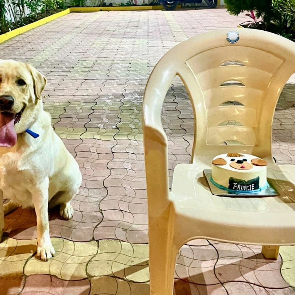 Doggy Dhaba