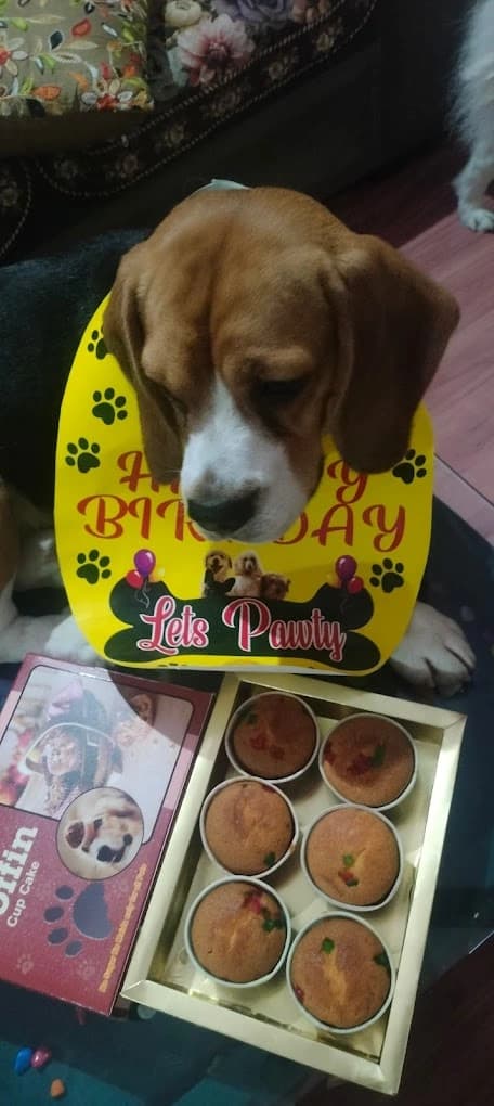 Doggy Dhaba