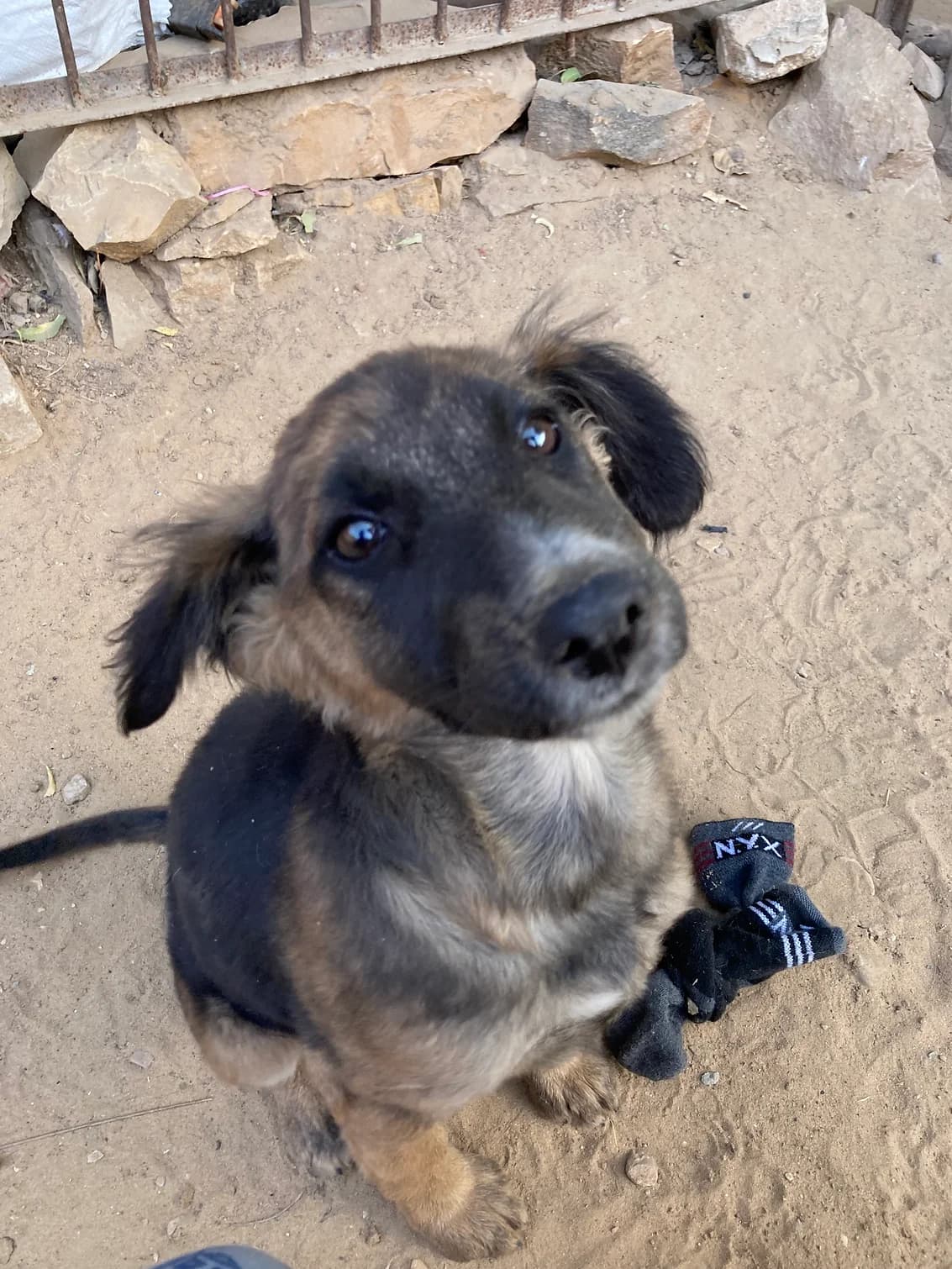 Prakriti animal welfare society