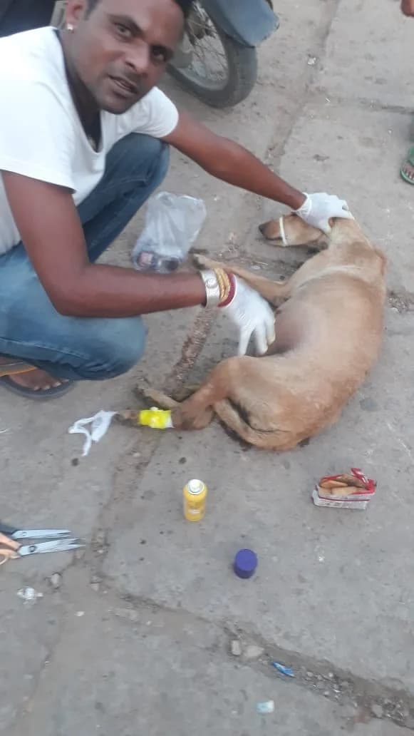 Prakriti animal welfare society