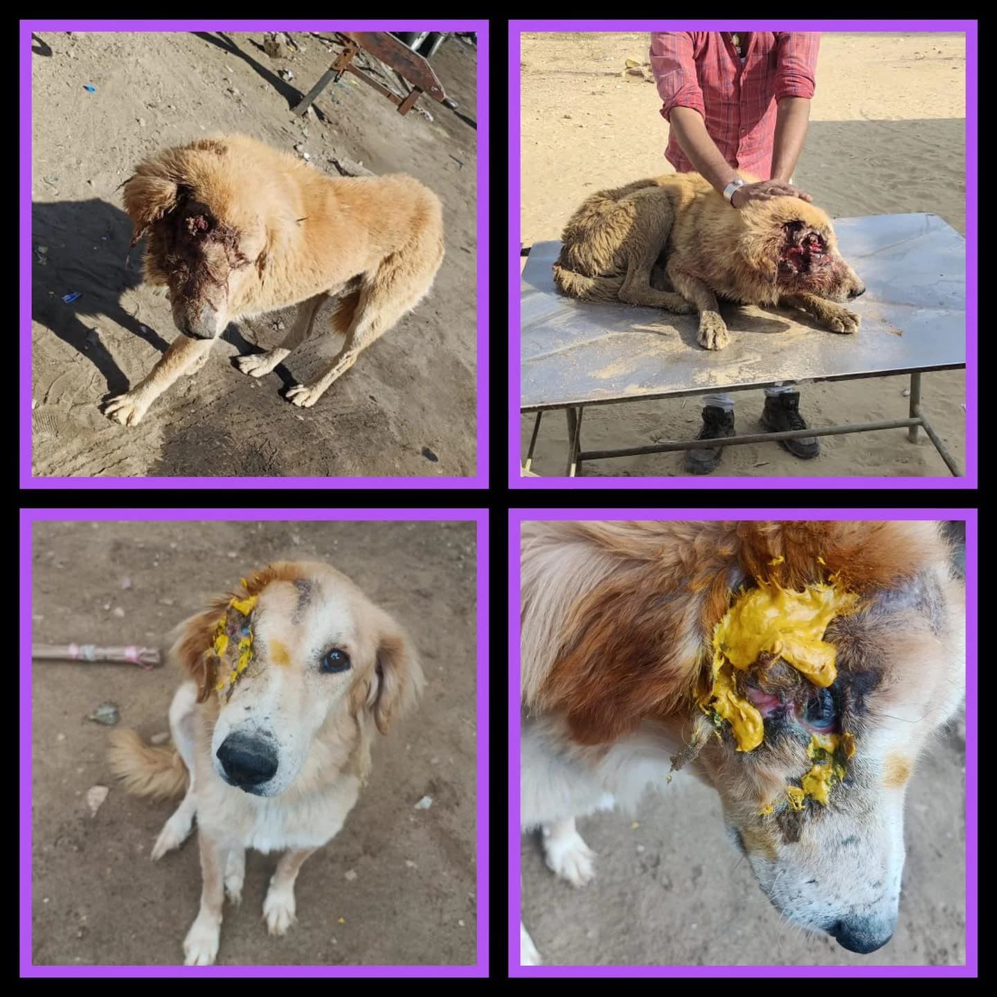 Prakriti animal welfare society
