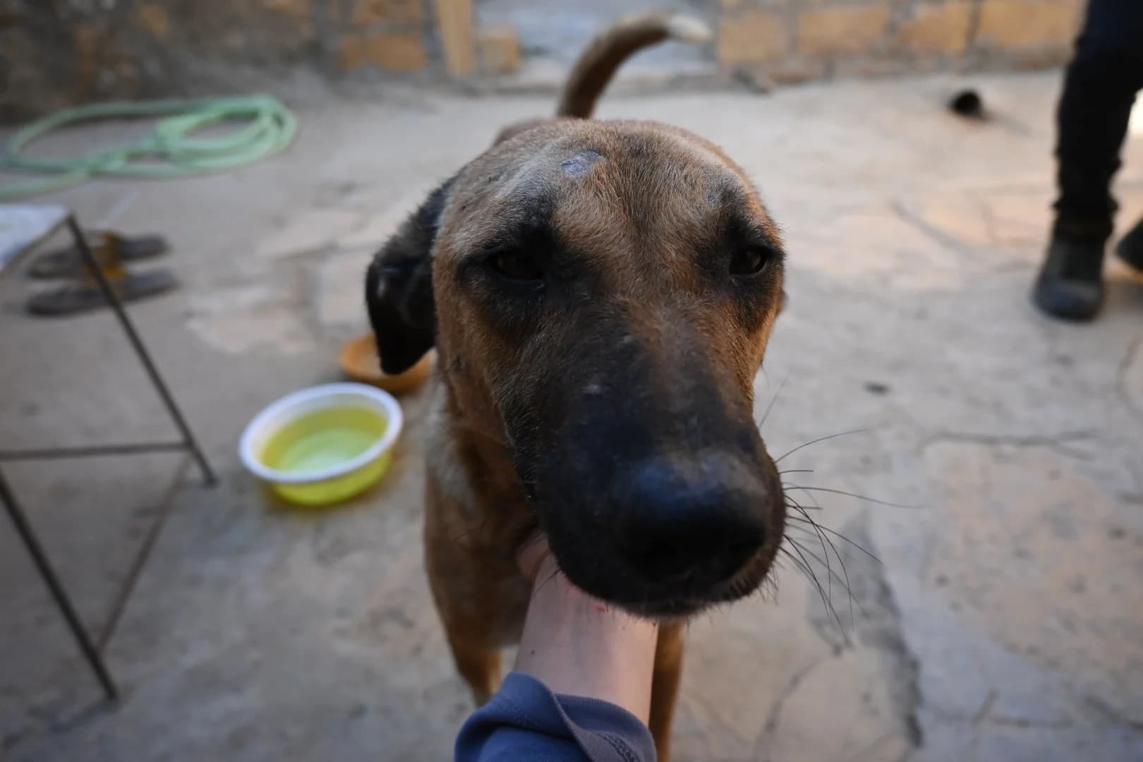 Prakriti animal welfare society