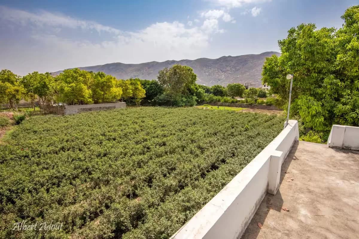 The Hive pushkar