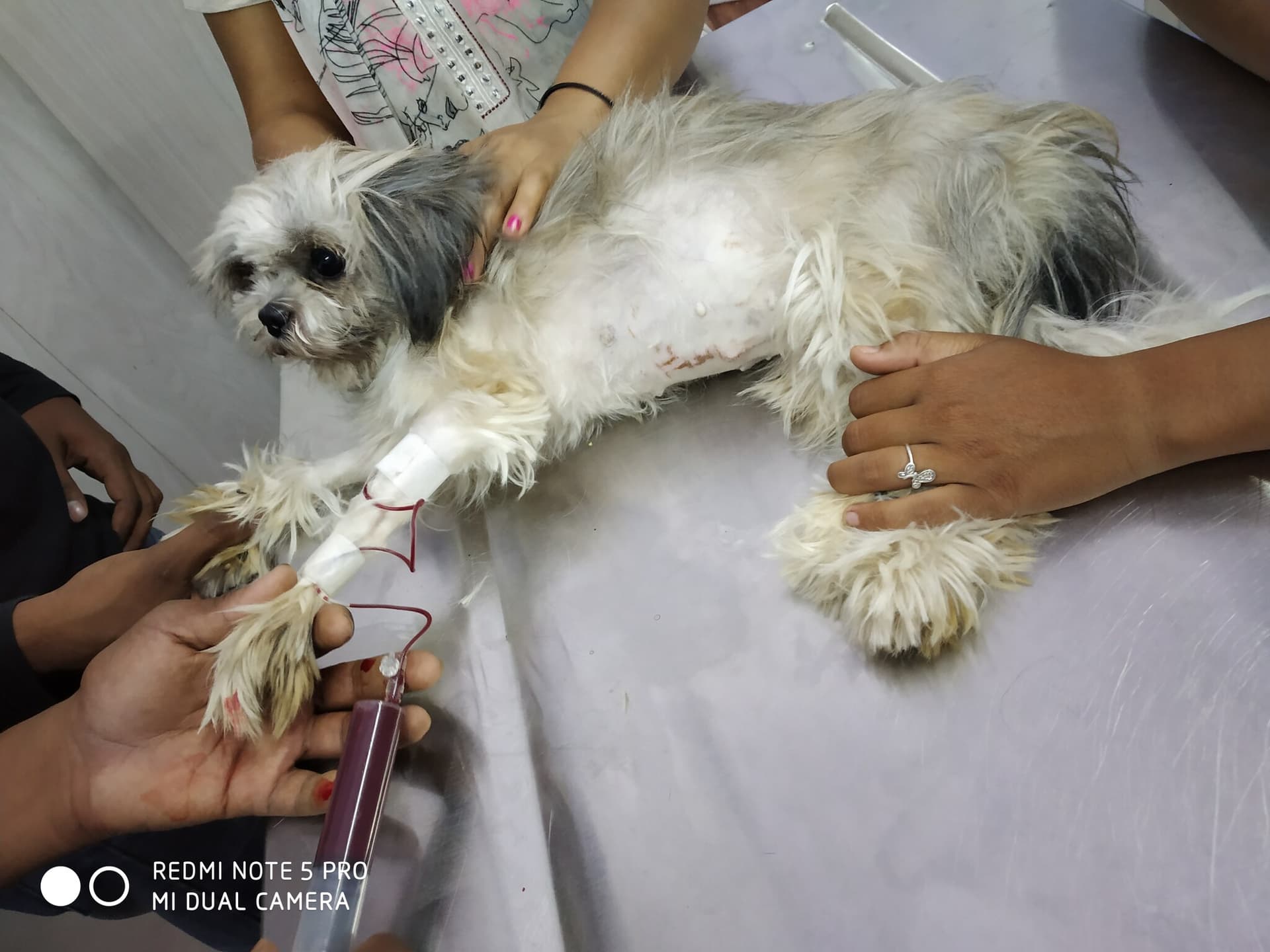 Pets Paradise Vetz Magic