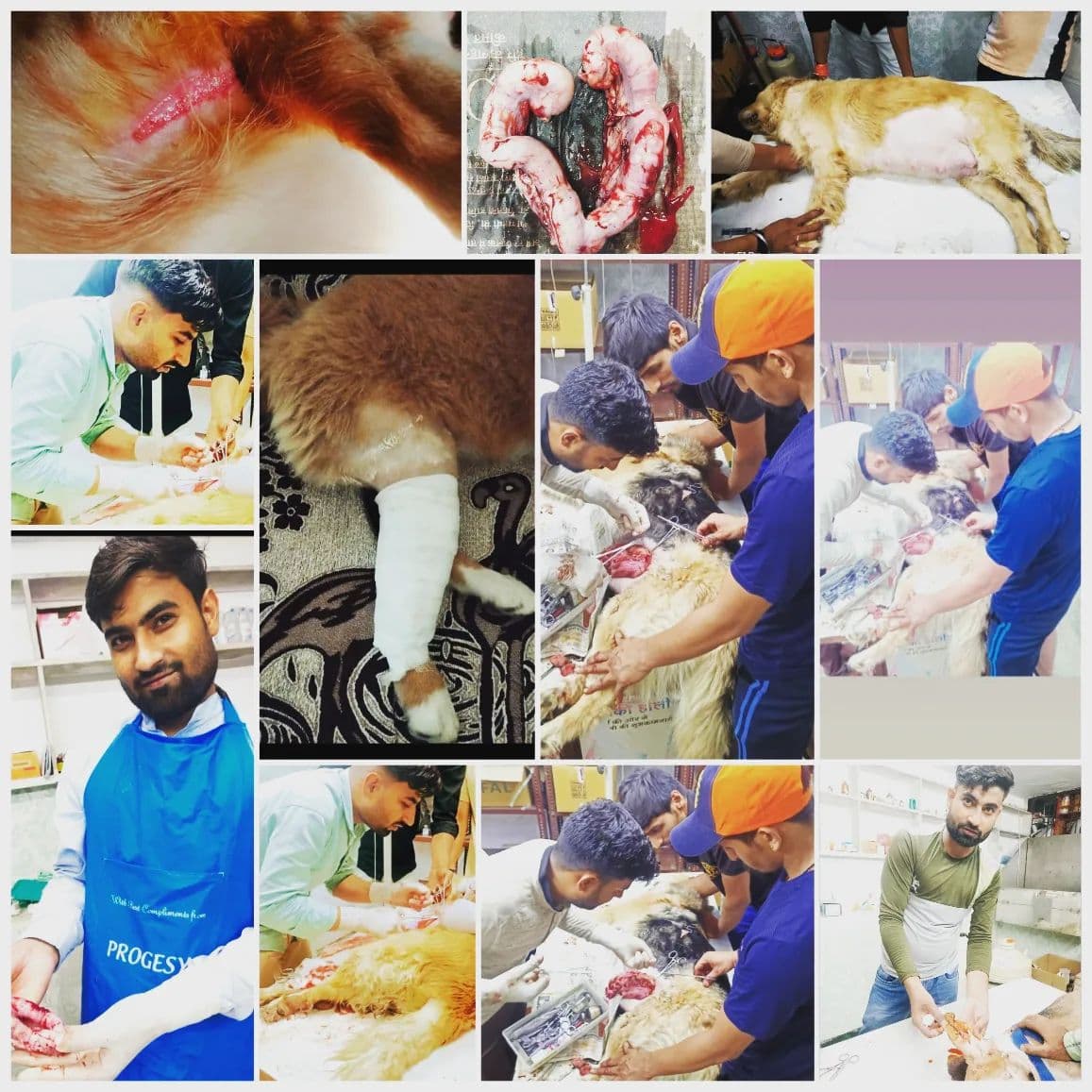 Dr Sharma pet Clinic