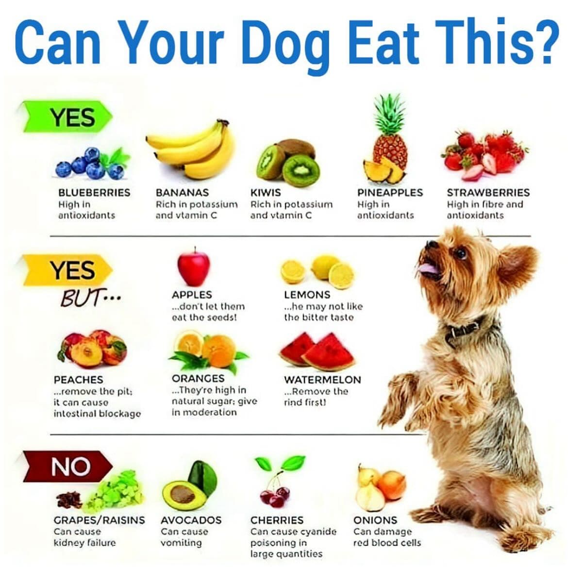 Dr Sharma pet Clinic