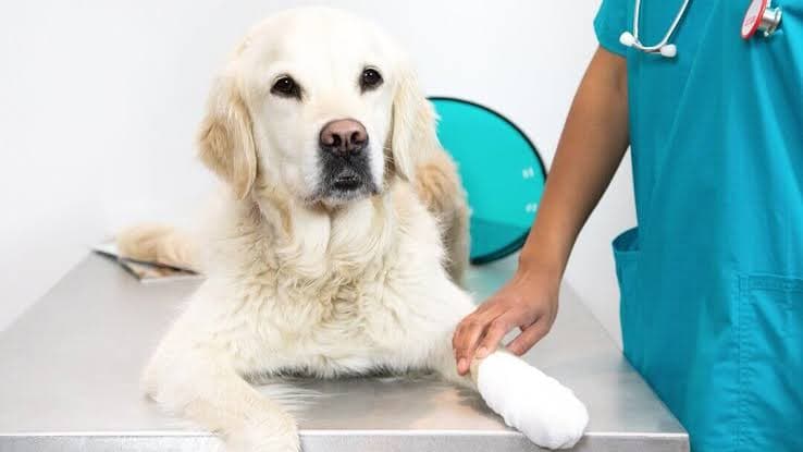 PET'S ON ANIMAL HOSPITAL