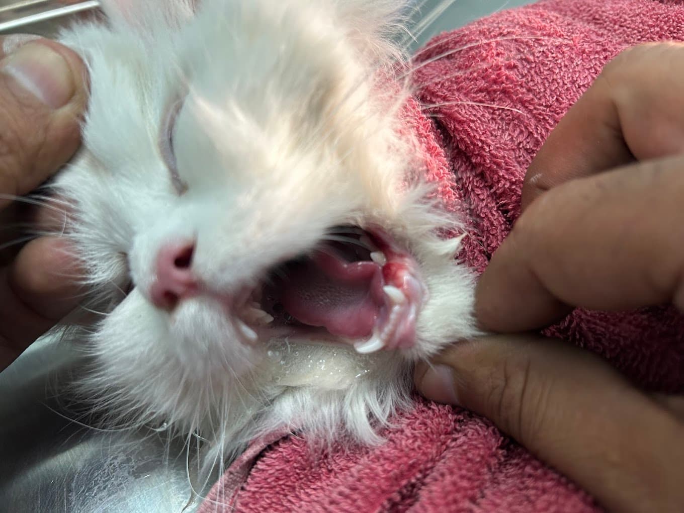 PET'S ON ANIMAL HOSPITAL