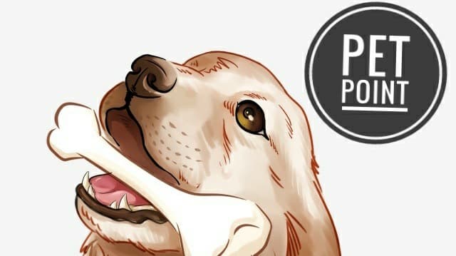 DADDY DOG - The Pet Point