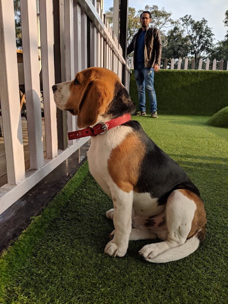 Bowwow cafe