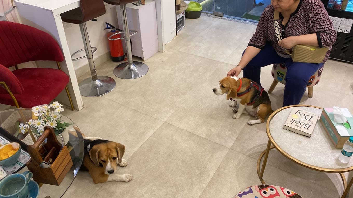 Puppychef pet cafe