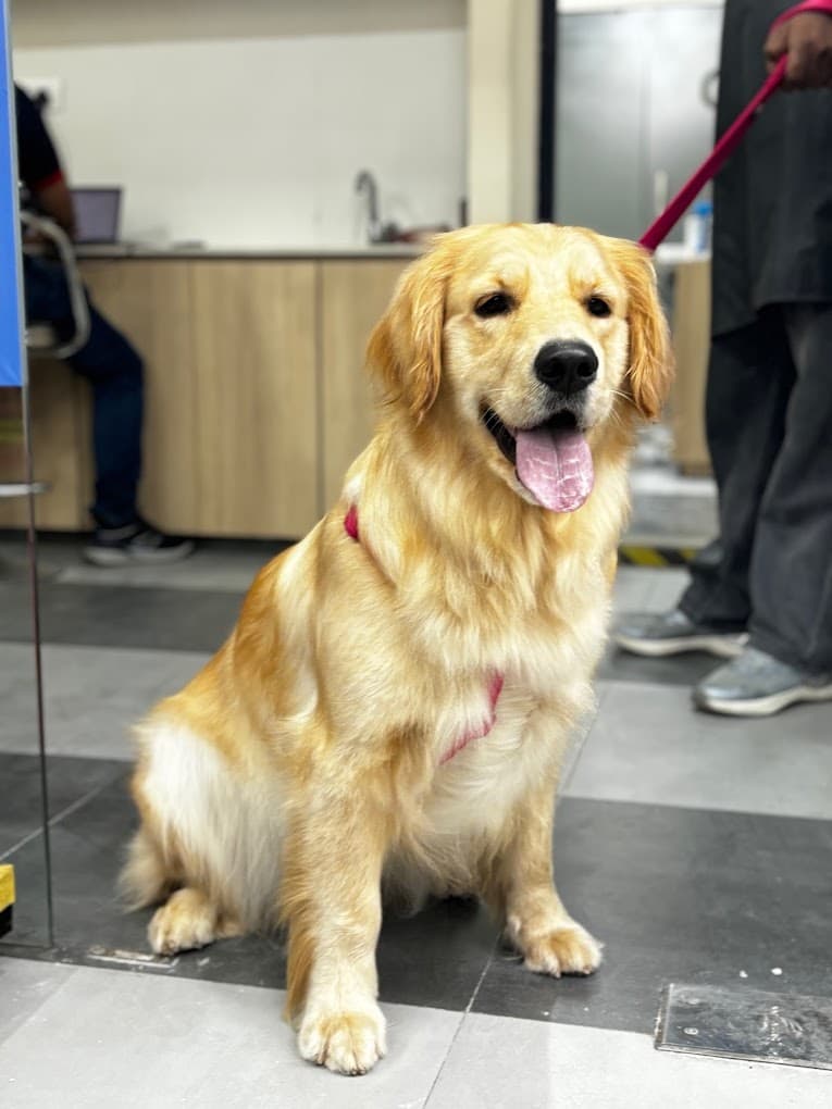 Zigly | Dehradun- Vet Clinic, Pet Grooming &amp; Pet Products