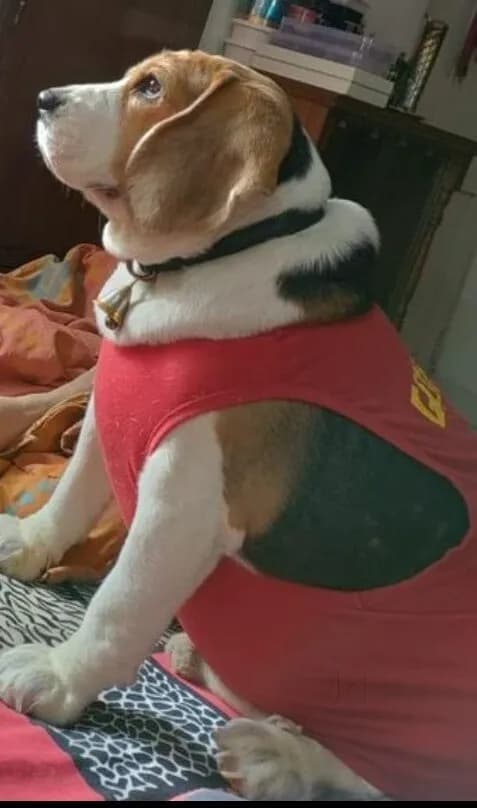 Max Vets