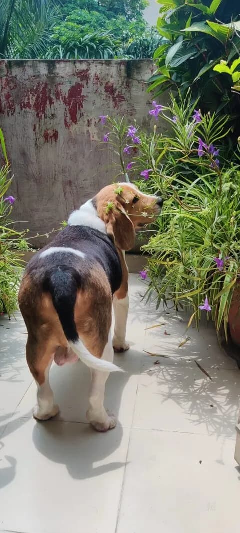 Max Vets