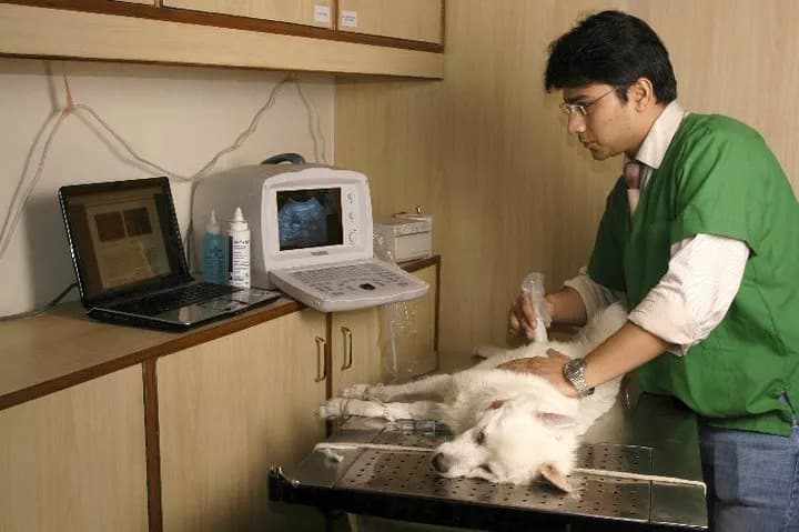 Max Vets
