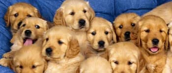 Dr. Choudhary’s Pet Clinic