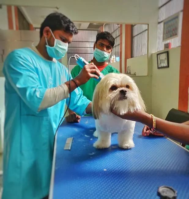 Alphapet Pet Clinic