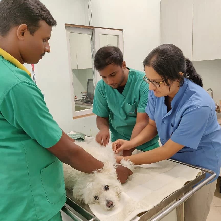 Alphapet Pet Clinic