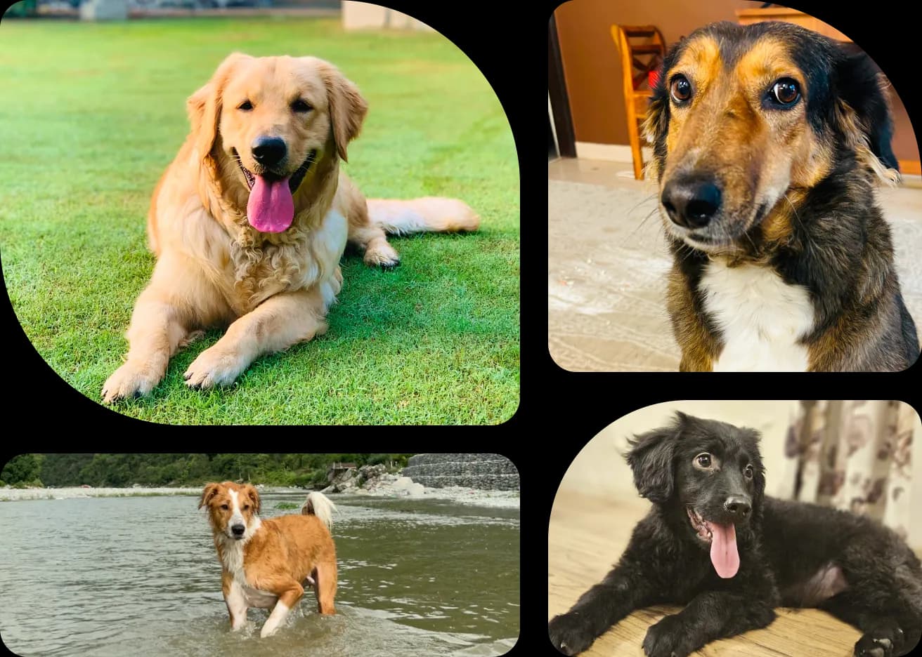 Delhi’s first Pet Dog Park by DSA