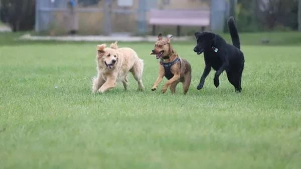 Delhi’s first Pet Dog Park by DSA