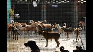People For Animals