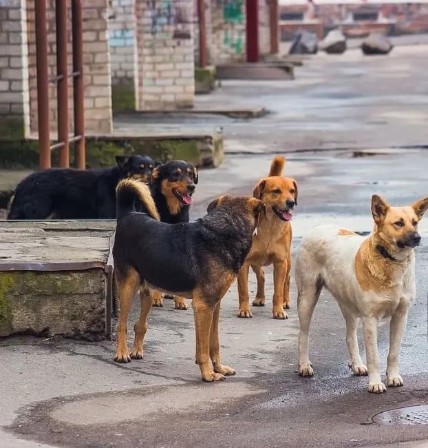 People For Animals