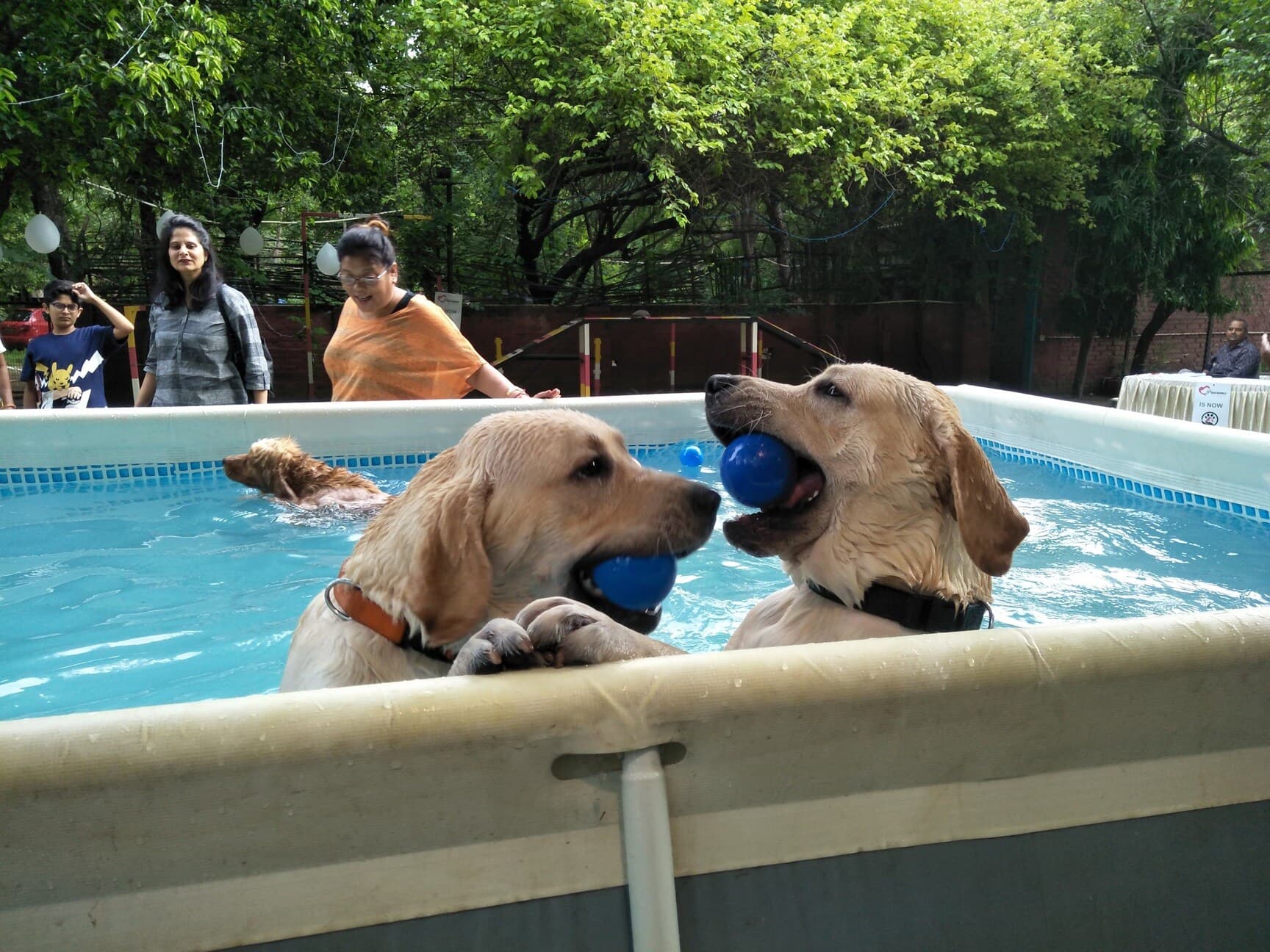 Heal Your Paws Pet Wellness