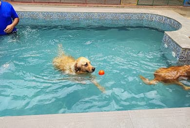 Bow Bows Den Dog Pool &amp; Cafe