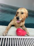 Canine Elite