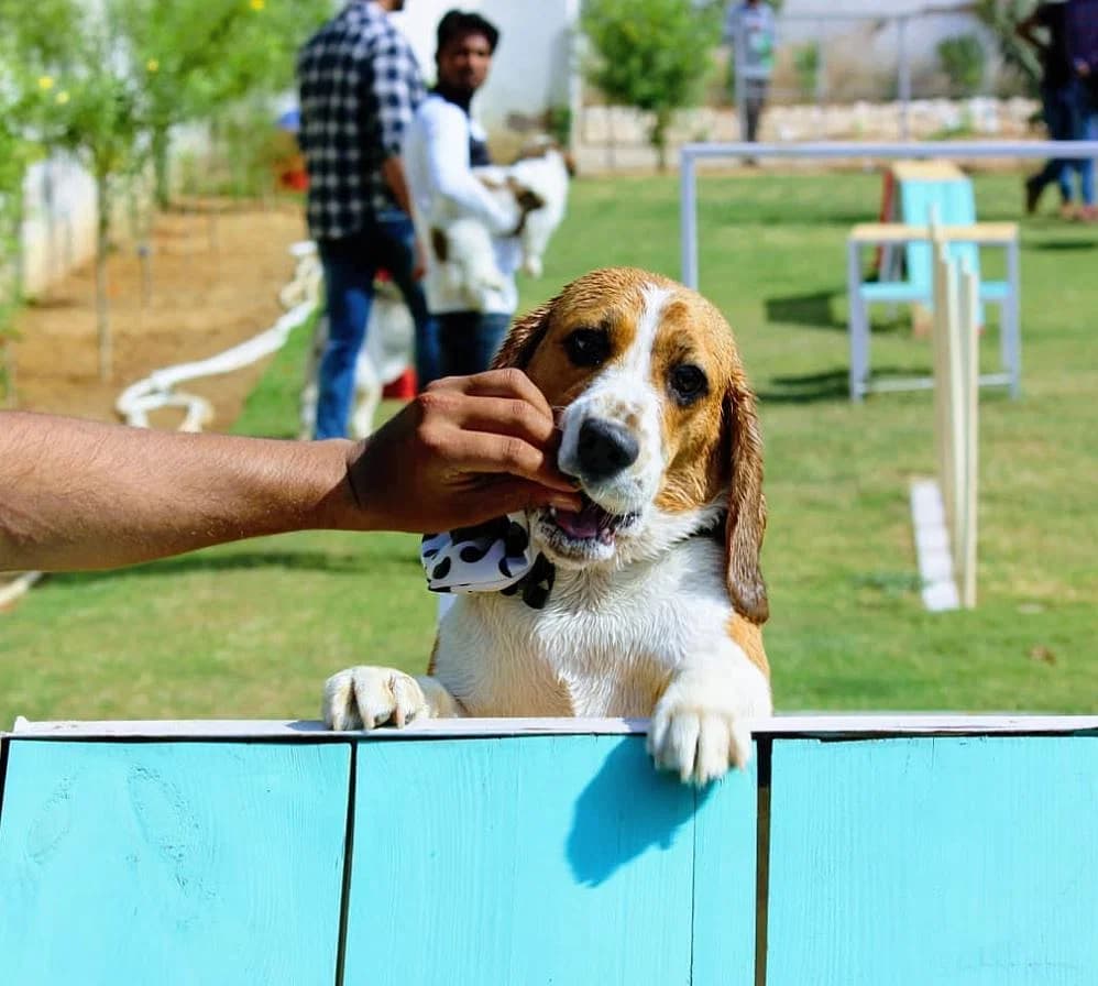 Tail Club Gurgaon – The Ultimate Pet-Friendly Club