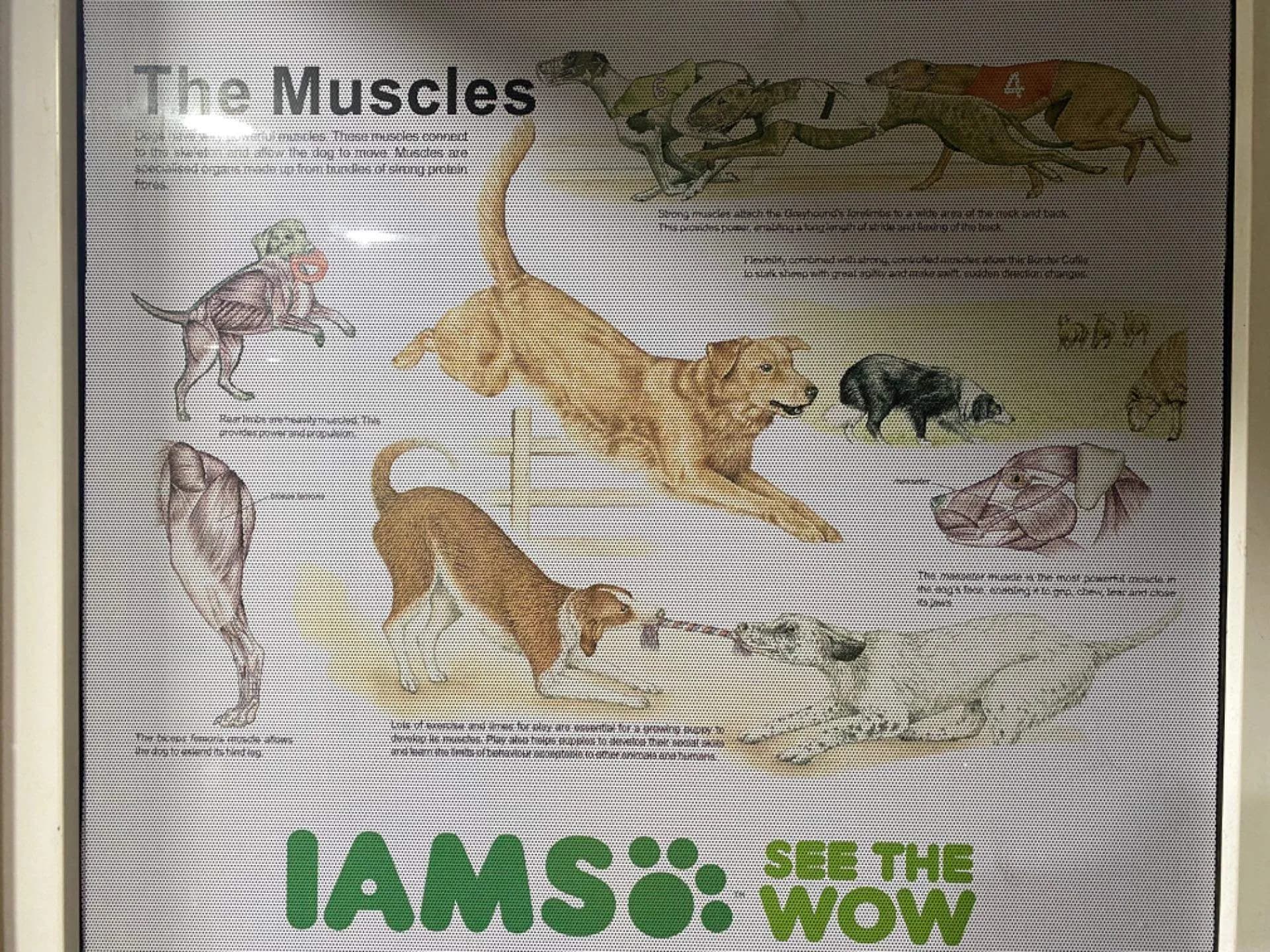 Pets N Vets Multispeciality Hospital