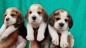 Laddi Pet Shop