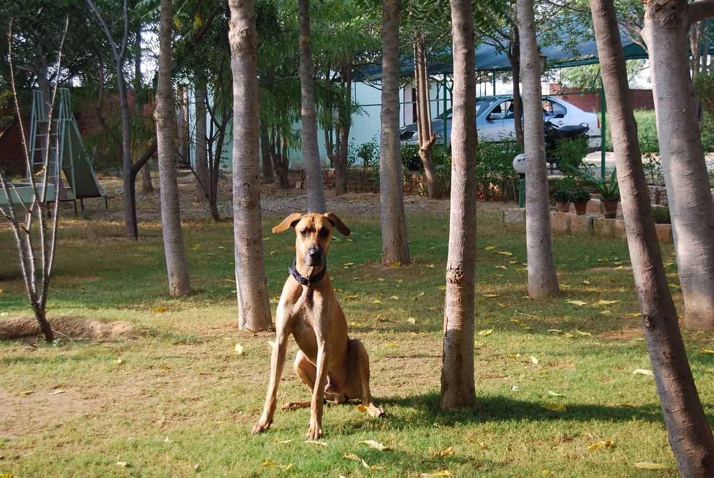 The WoodsVilla Resort