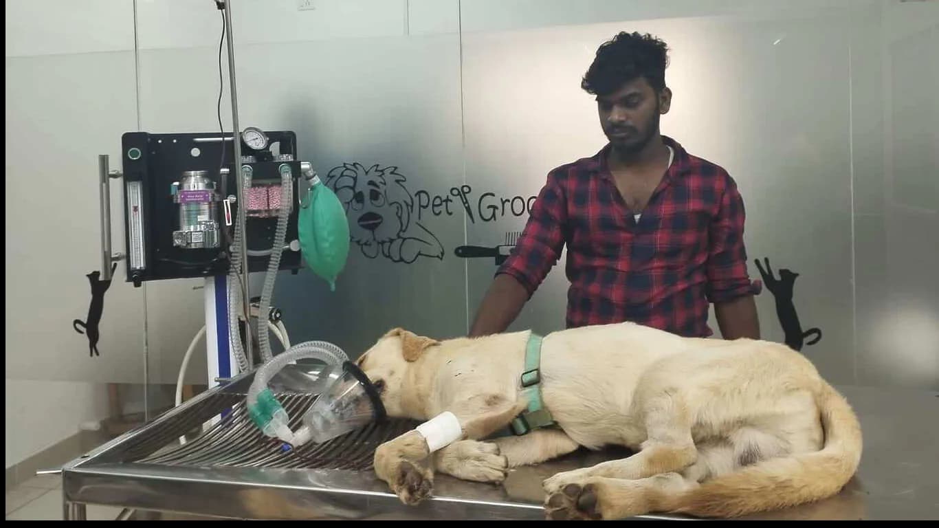 Lucky Paws Veterinary Hospital