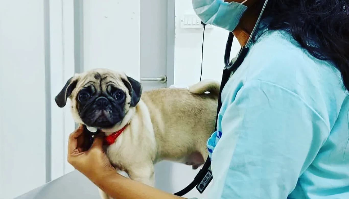 Lucky Paws Veterinary Hospital