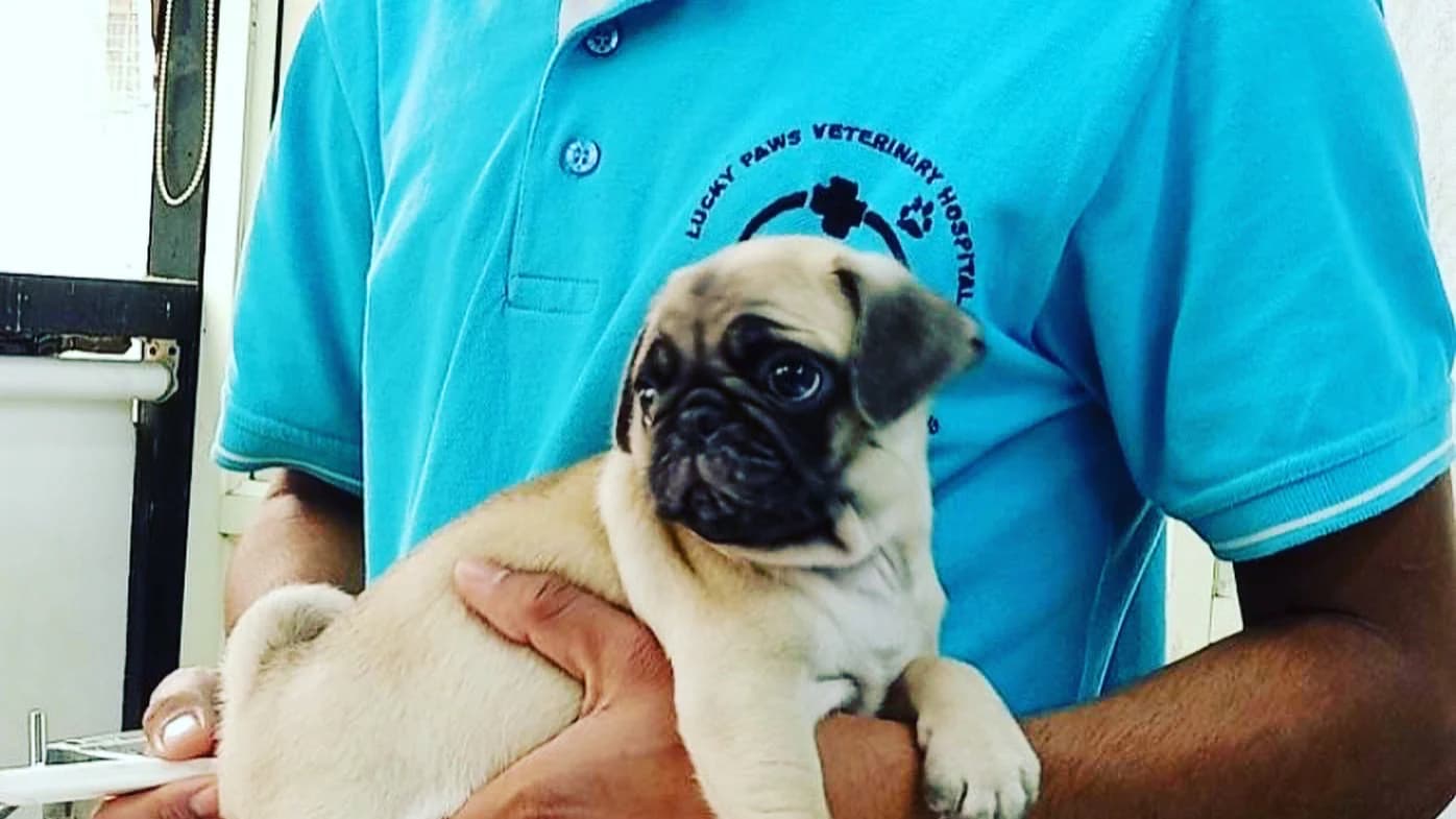 Lucky Paws Veterinary Hospital