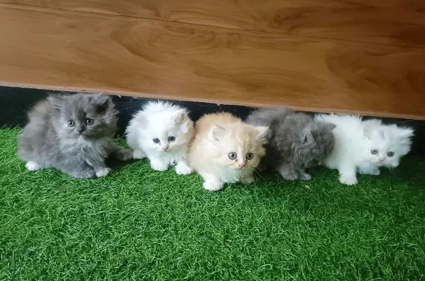 Persian Cat zone (Davangere)